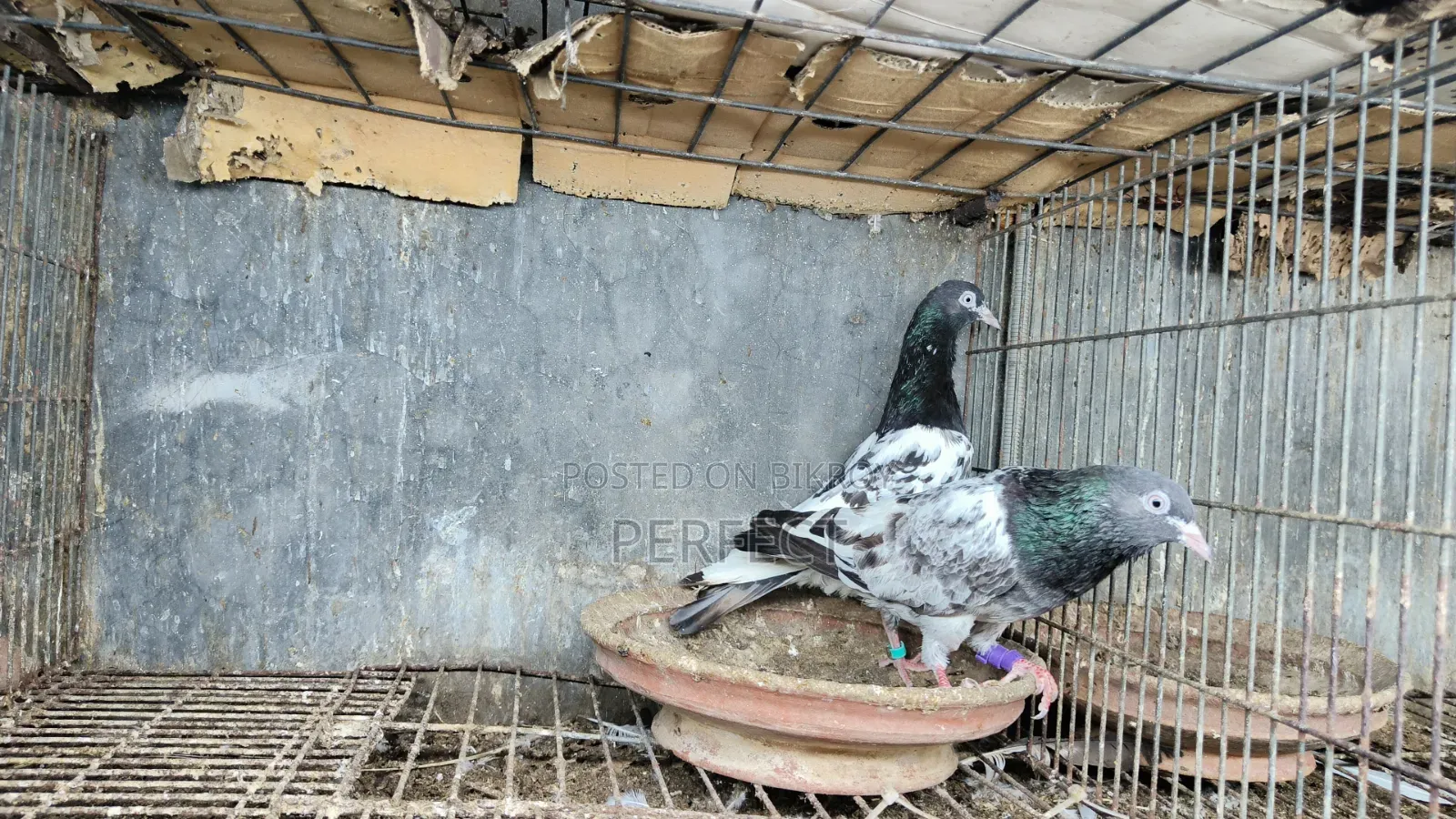 Pakistani Pigeon Teddy, Salera Saki