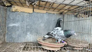 Pakistani Pigeon Teddy, Salera Saki