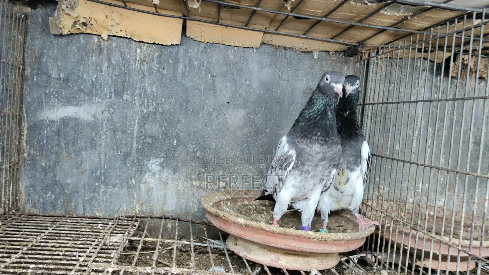 Pakistani Pigeon Teddy, Salera Saki
