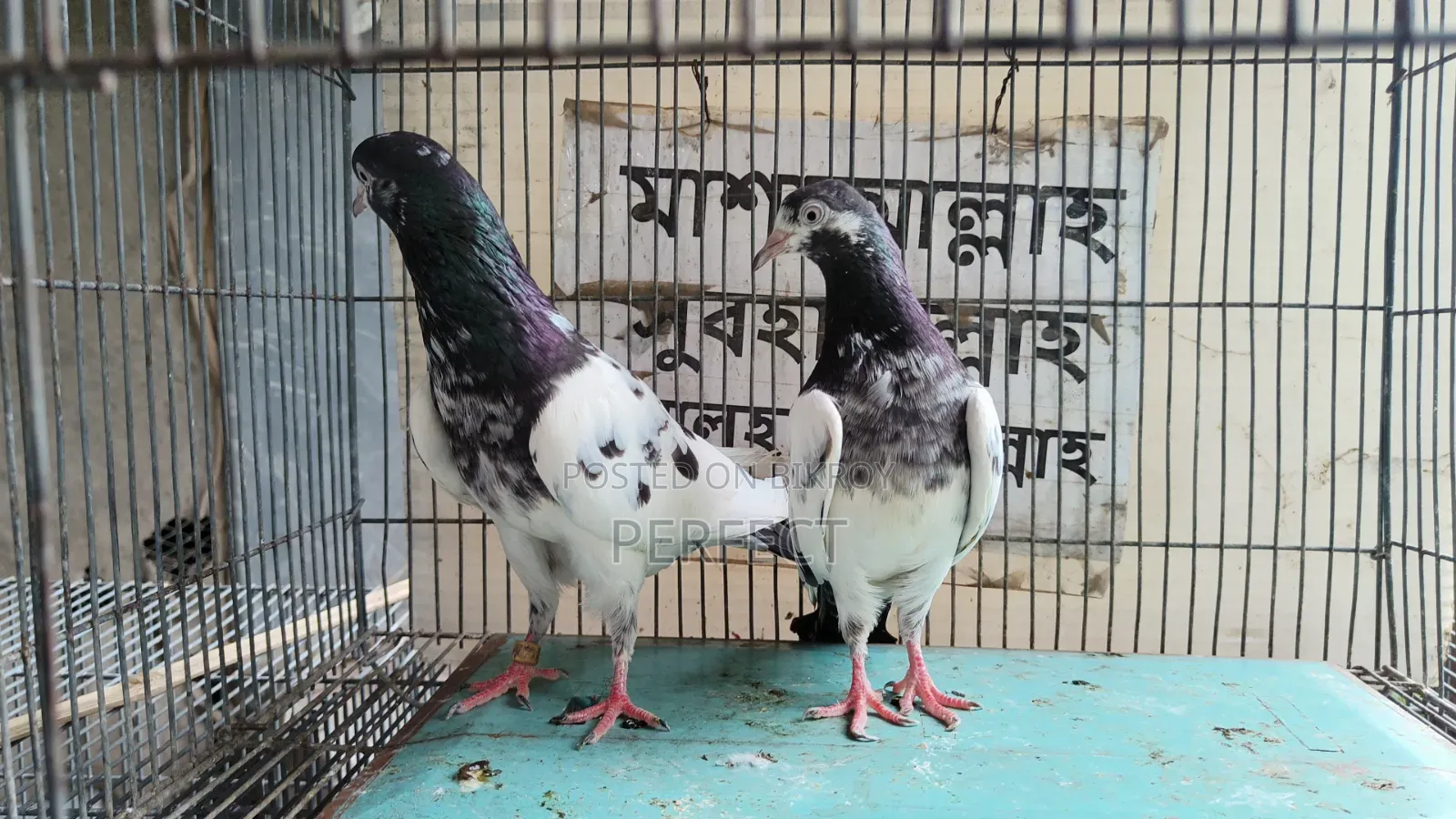 Pakistani Pigeon Teddy, Salera Saki
