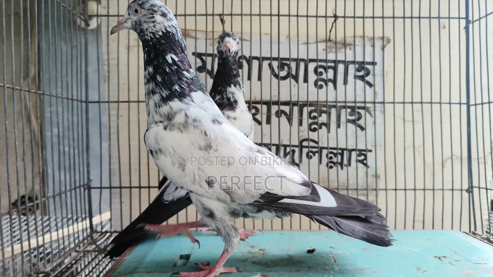 Pakistani Pigeon Teddy, Salera Saki
