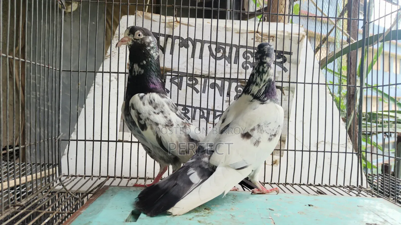 Pakistani Pigeon Teddy, Salera Saki