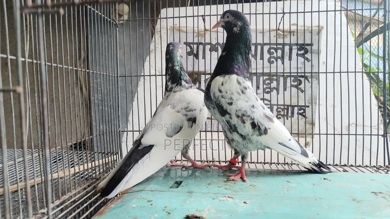 Pakistani Pigeon Teddy, Salera Saki