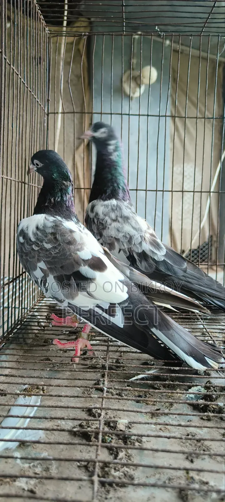 Pakistani Pigeon Teddy, Salera Saki