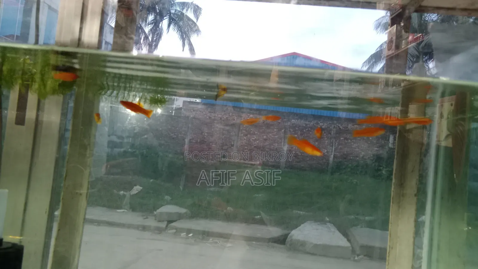 শর্ট টেল মাছ