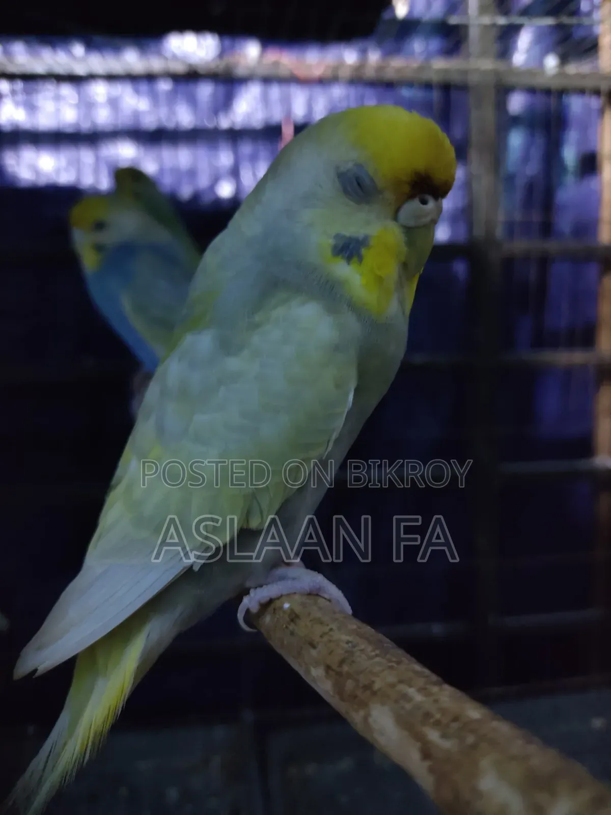 ফিমেল ব্রিডিং বাজিগর