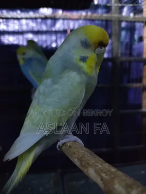 ফিমেল ব্রিডিং বাজিগর