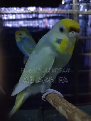 ফিমেল ব্রিডিং বাজিগর