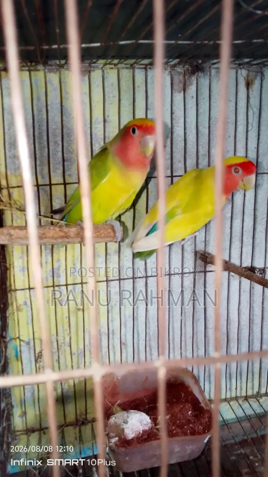 Lovebird Breeding Pair
