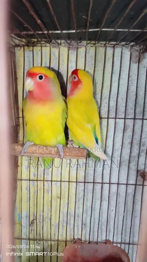 Lovebird Breeding Pair