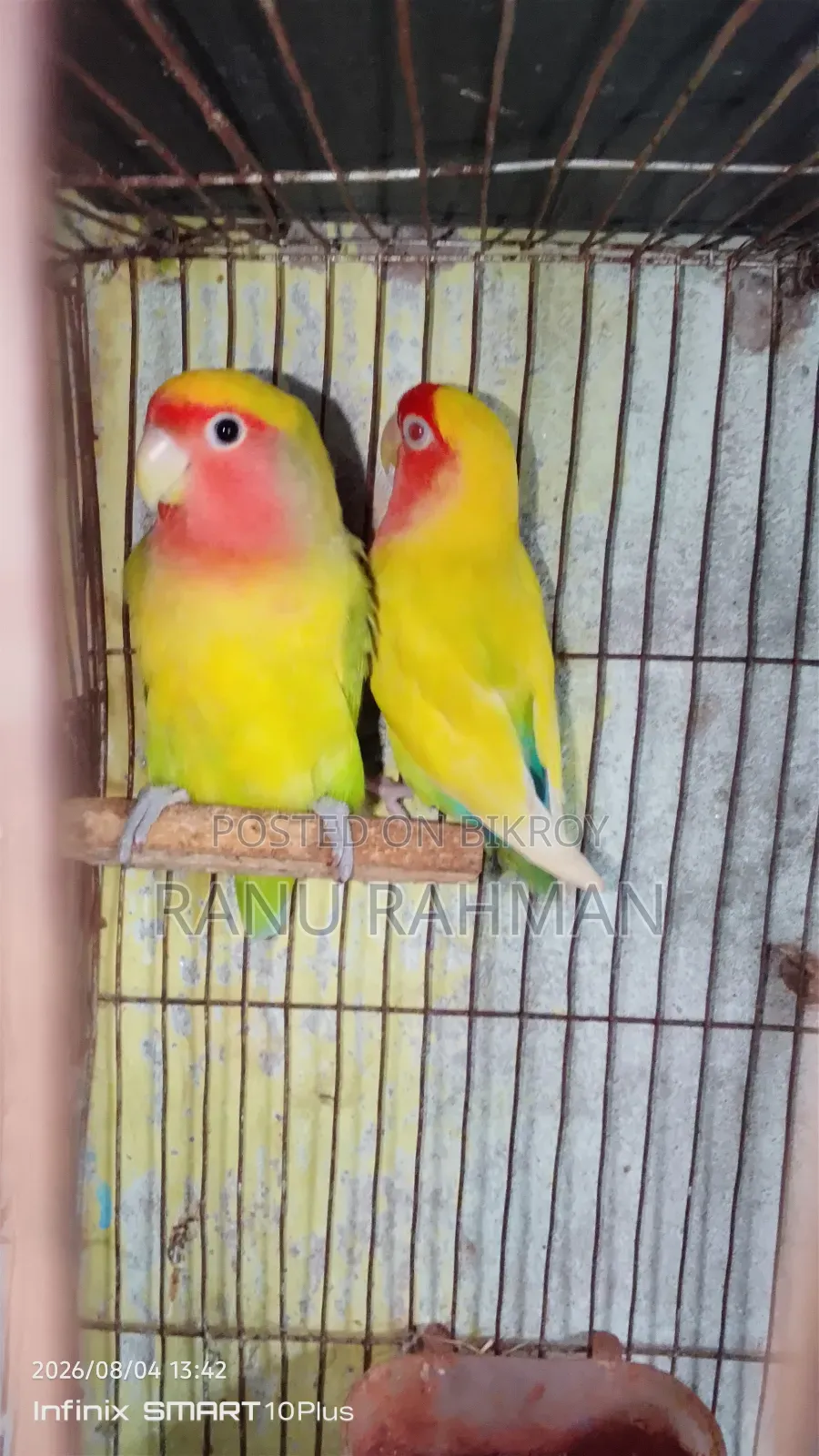 Lovebird Breeding Pair