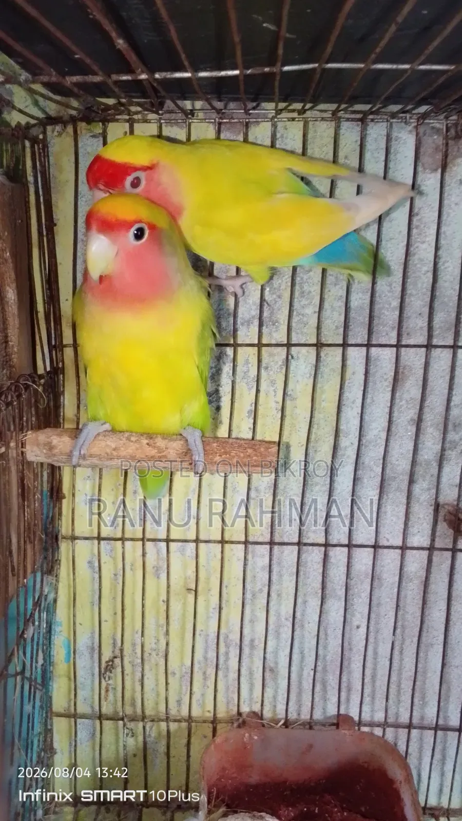 Lovebird Breeding Pair