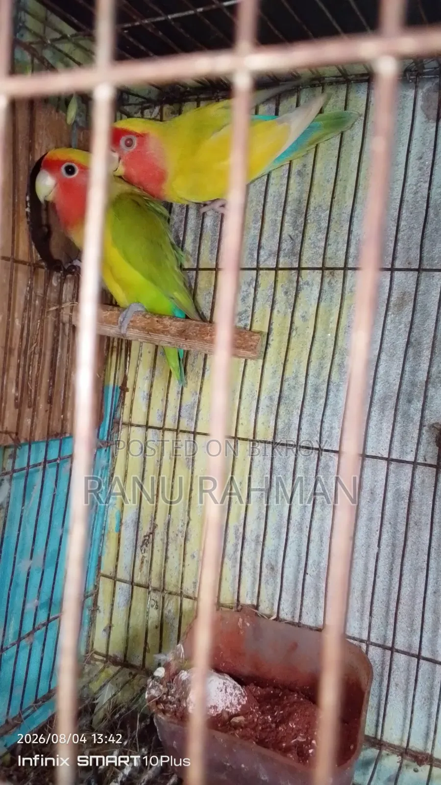 Lovebird Breeding Pair