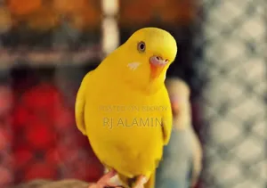 বাজিগর কালারফুল পাখি