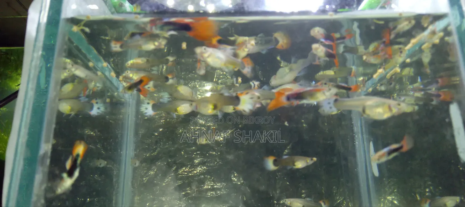 ফ্যান্সি মিক্স গাপ্পি ১০ জোড়া