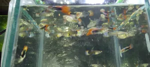 ফ্যান্সি মিক্স গাপ্পি ১০ জোড়া