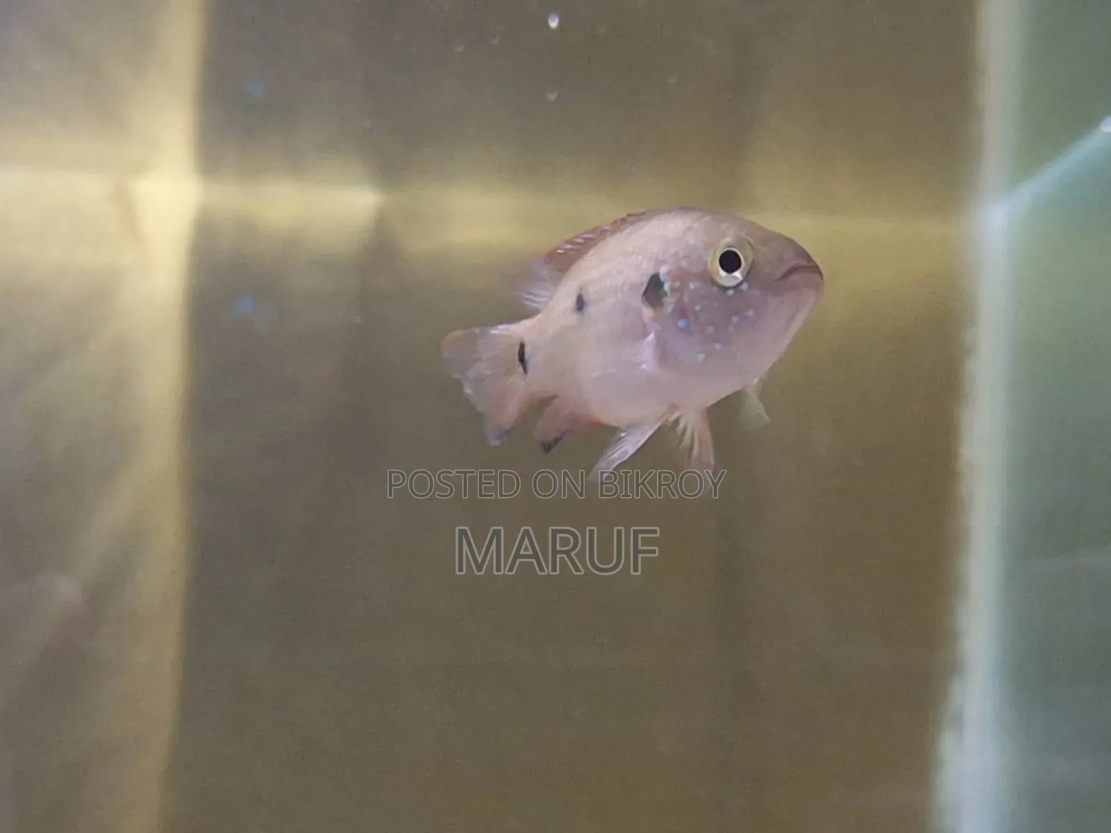 Jewel Cichlid (Female)