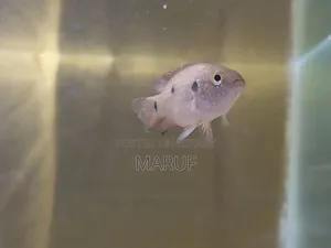 Jewel Cichlid (Female)