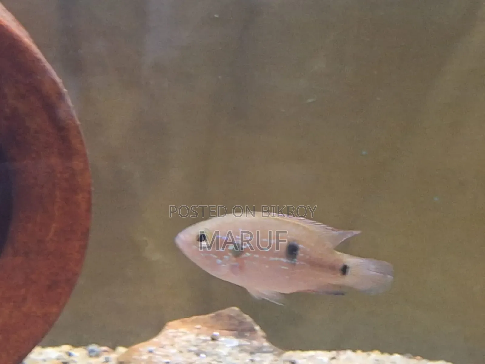 Jewel Cichlid (Female)