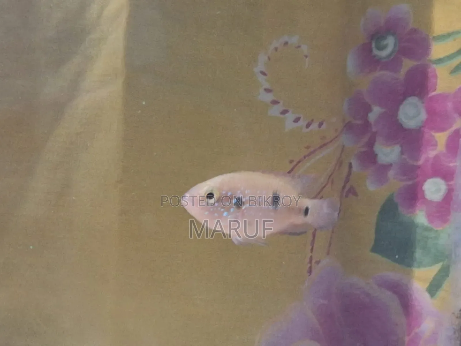 Jewel Cichlid (Female)