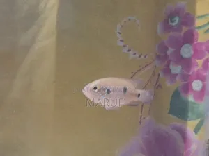Jewel Cichlid (Female)
