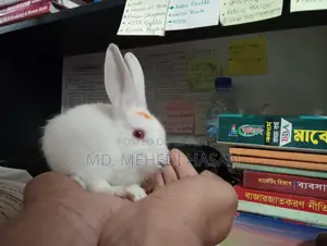নিউজিল্যান্ড হোয়াইট র‍্যাবিট