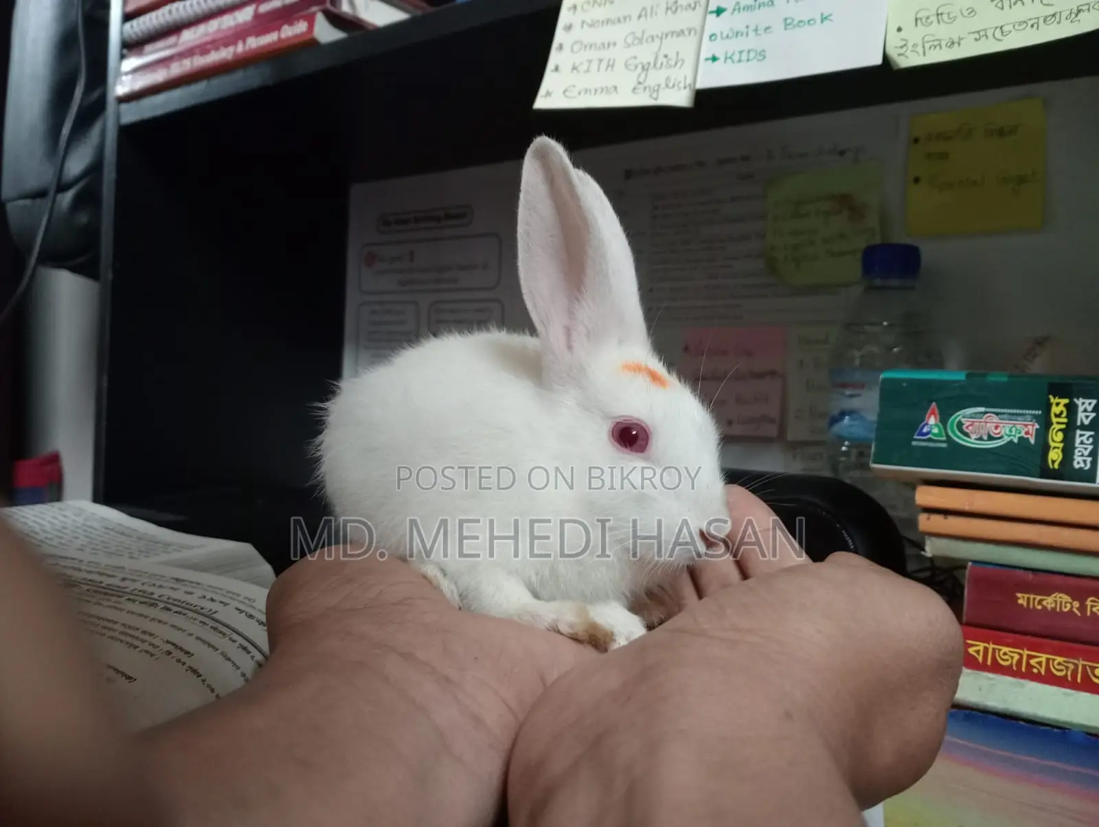 নিউজিল্যান্ড হোয়াইট র‍্যাবিট