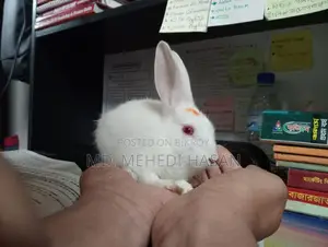 নিউজিল্যান্ড হোয়াইট র‍্যাবিট