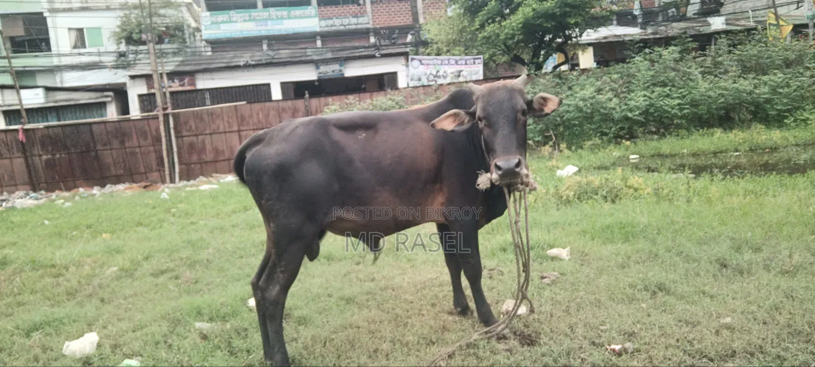 Bull for Sale