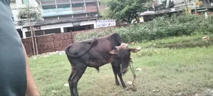 Bull for Sale