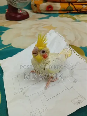 Cockatiel Bird