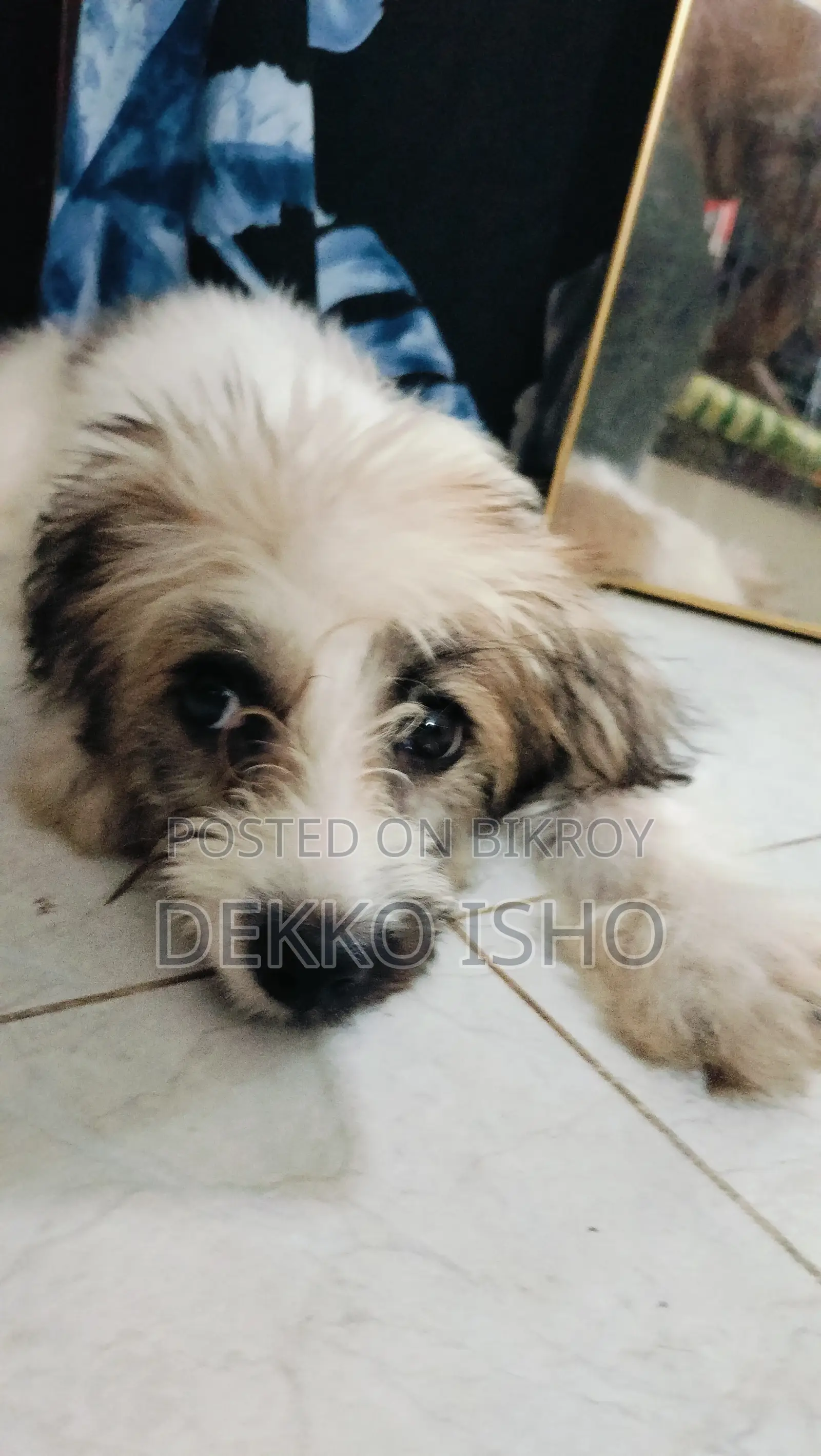 1-3 Months Female Purebred Lhasa Apso