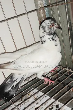 এডাল্ট রানিং মাদি
