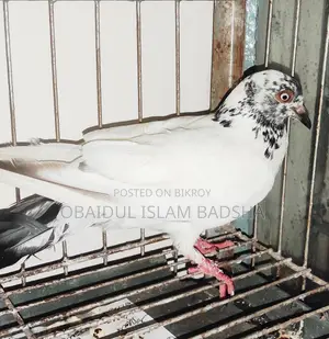 এডাল্ট রানিং মাদি