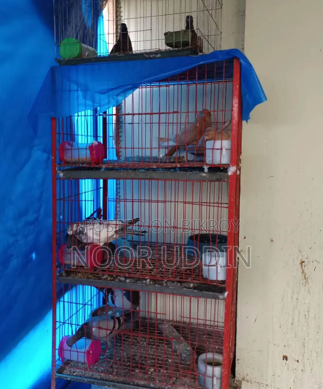 3 Compartment Cage / Pigeon Cage