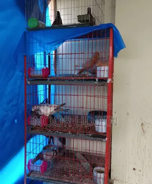 3 Compartment Cage / Pigeon Cage