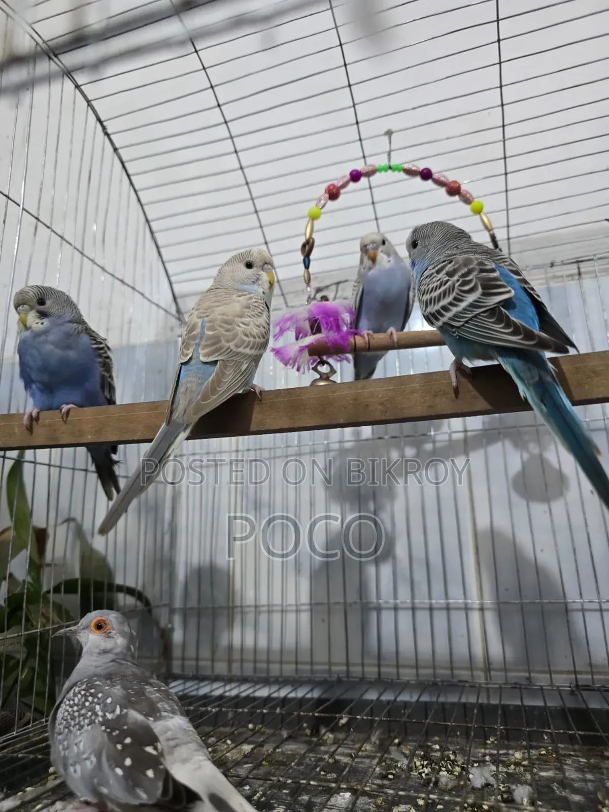 Tame Full 4 Pic Per Pis (250Fixed)