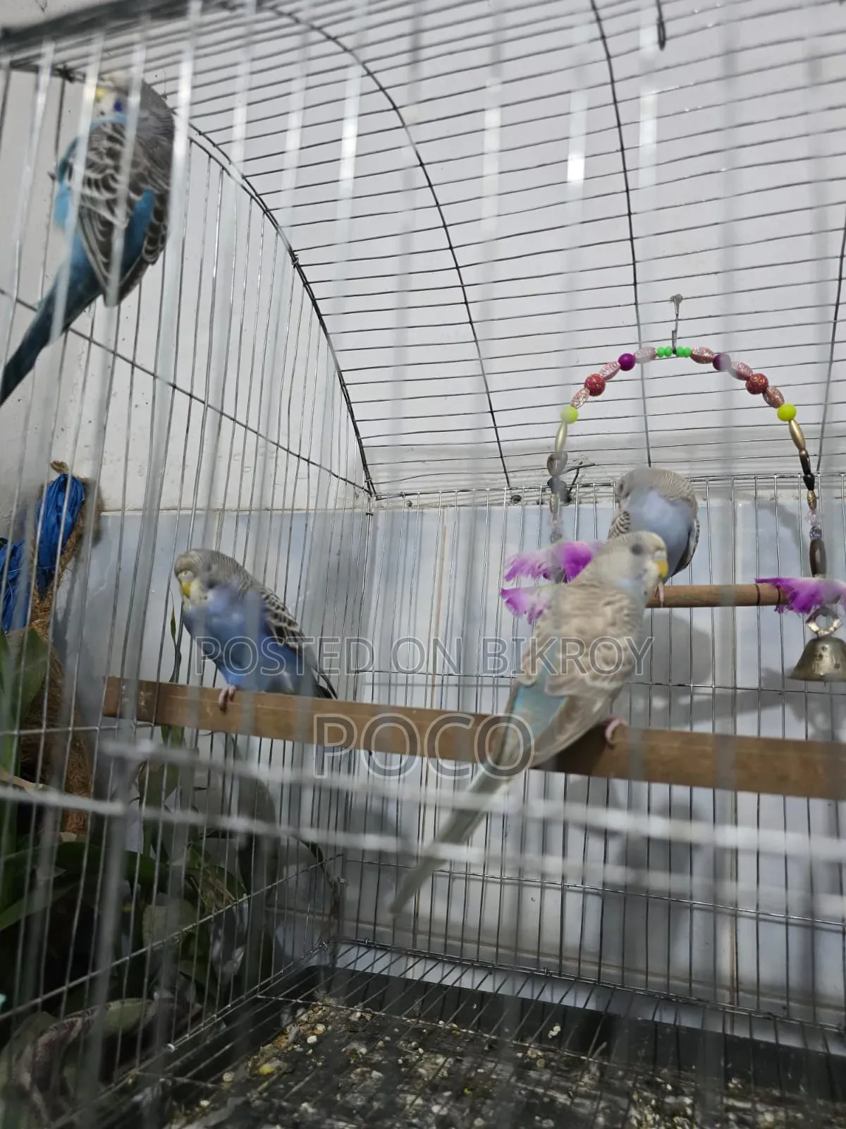 Tame Full 4 Pic Per Pis (250Fixed)