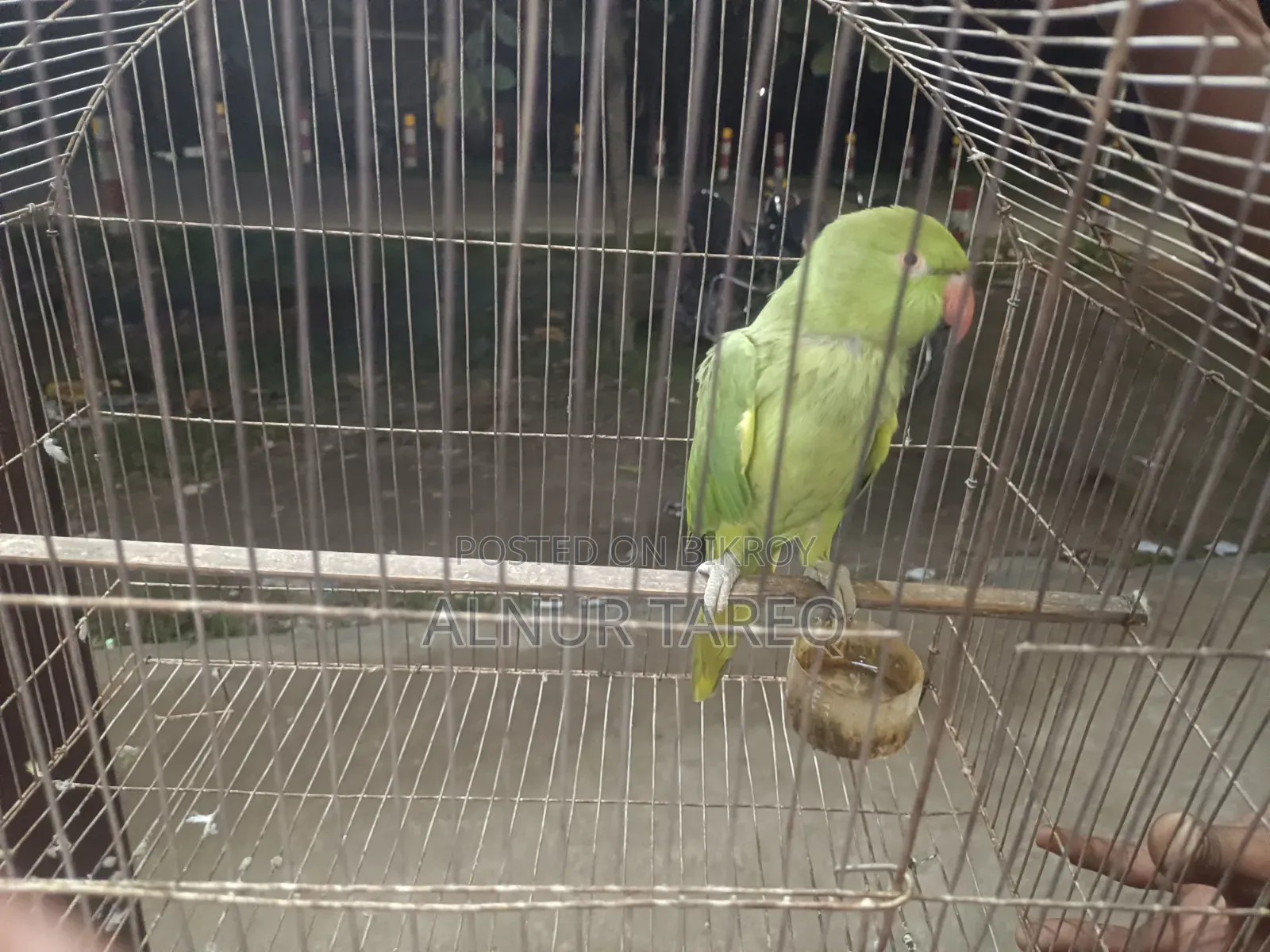 Talking Parrot