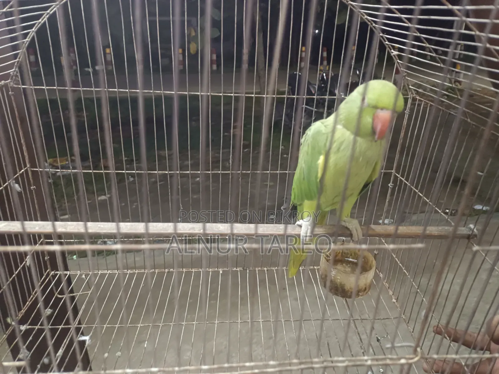 Talking Parrot