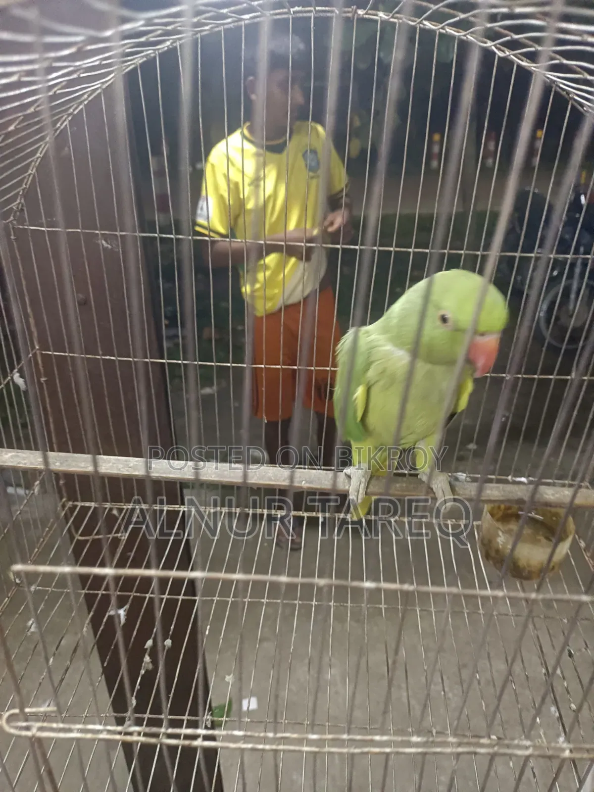 Talking Parrot