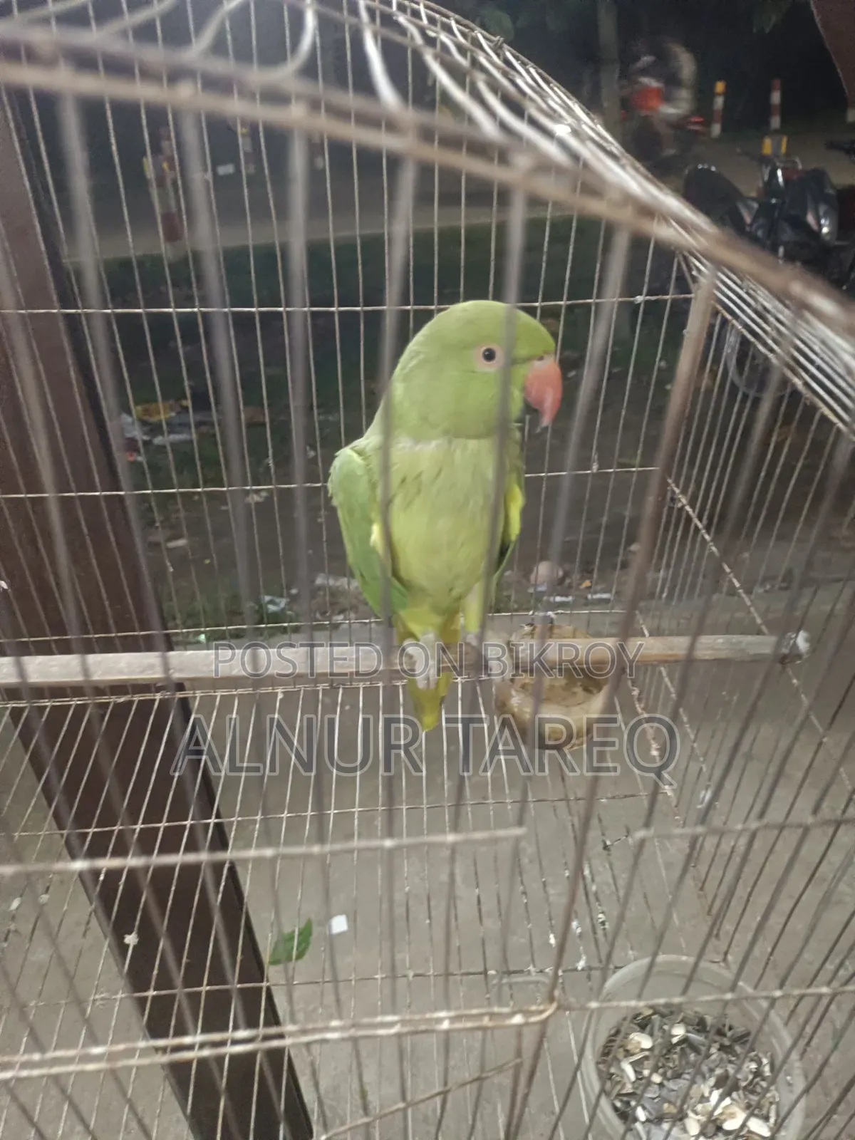 Talking Parrot