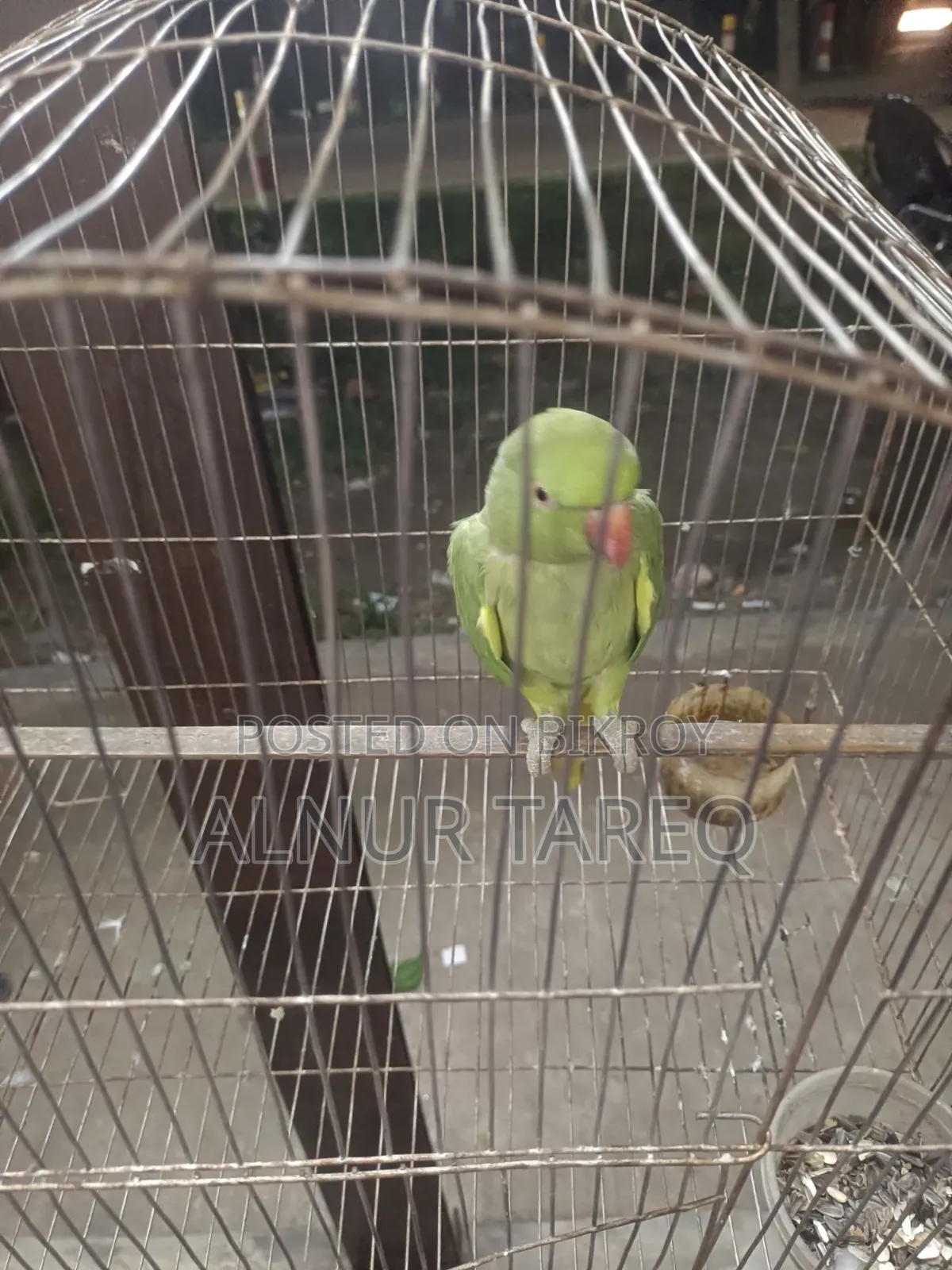 Talking Parrot