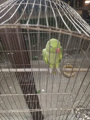 Talking Parrot