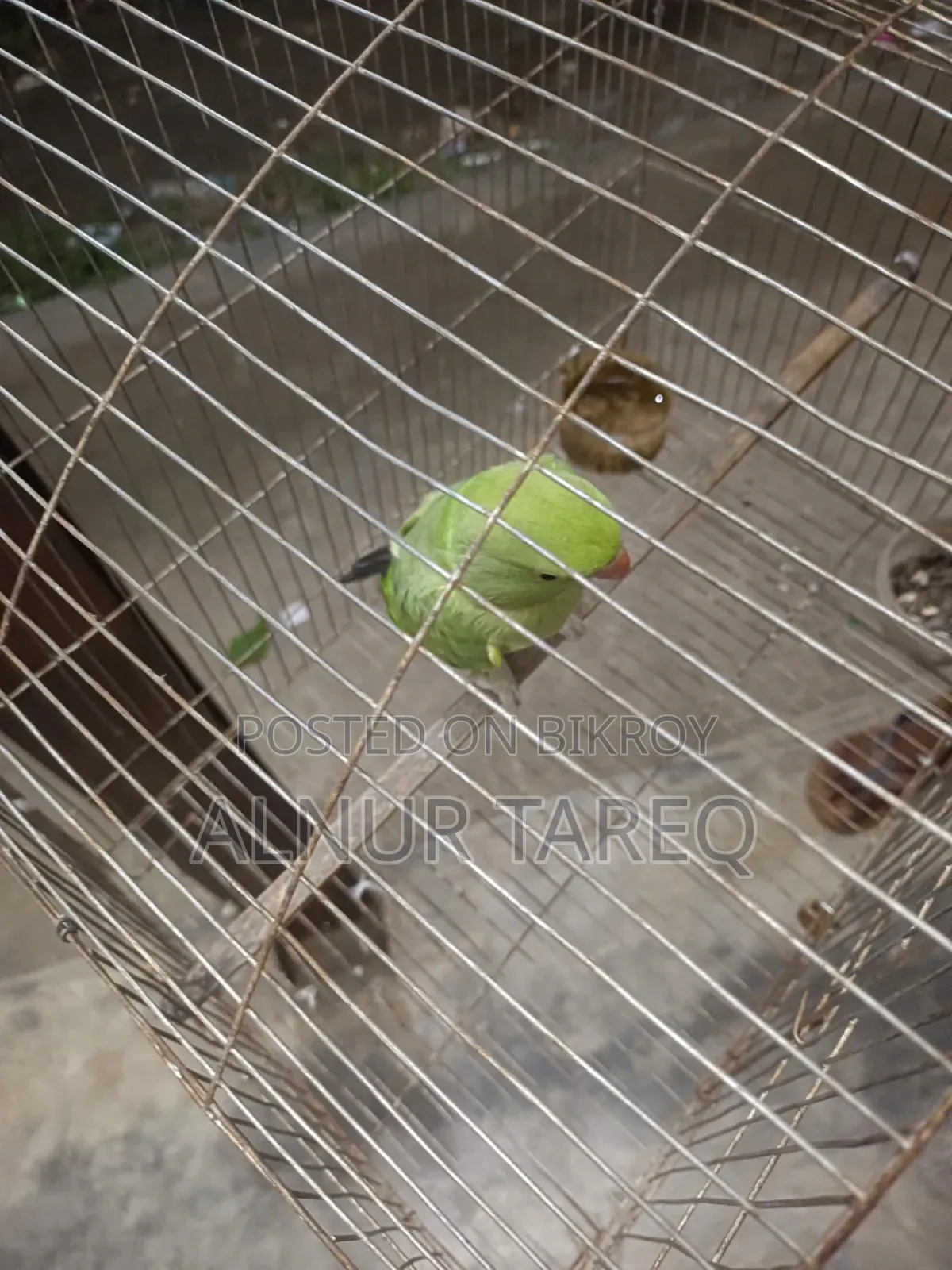Talking Parrot