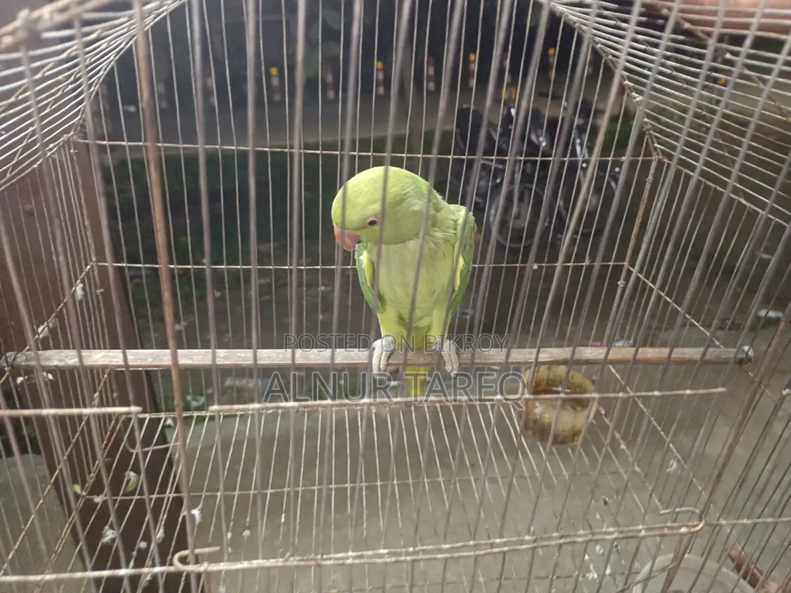 Talking Parrot