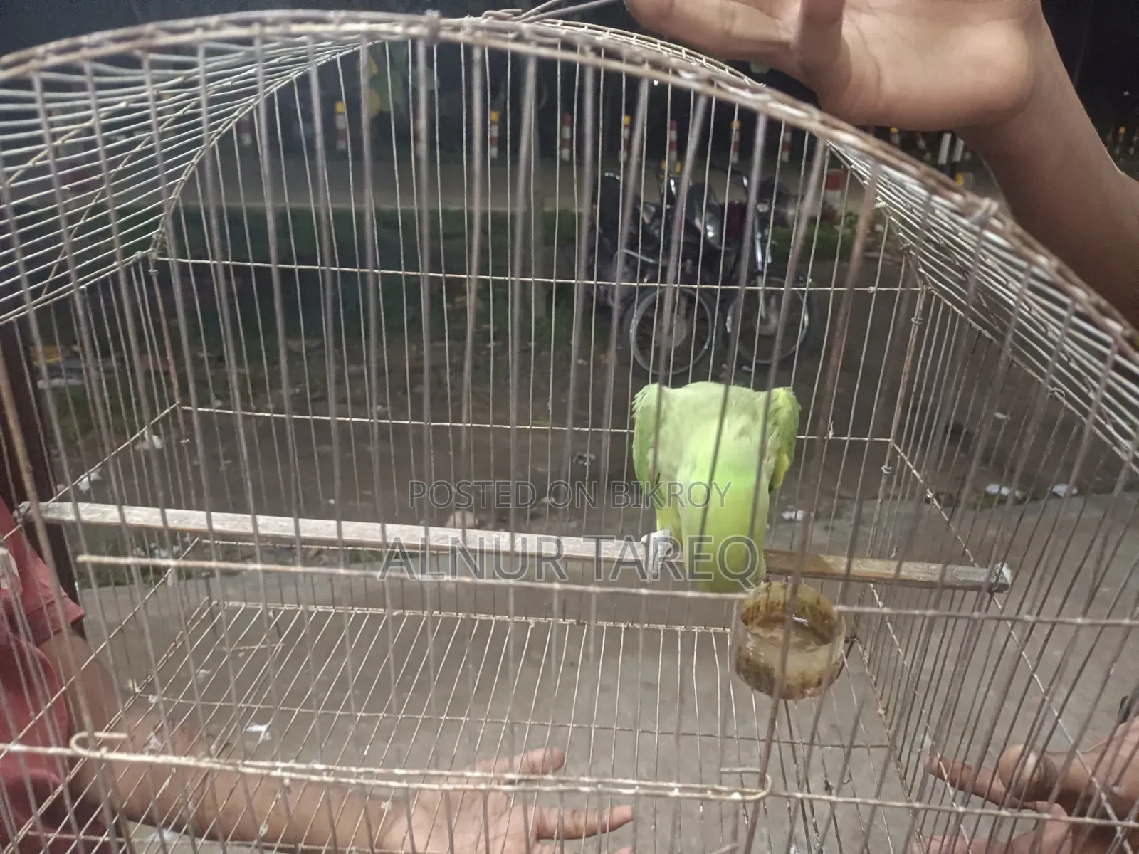 Talking Parrot