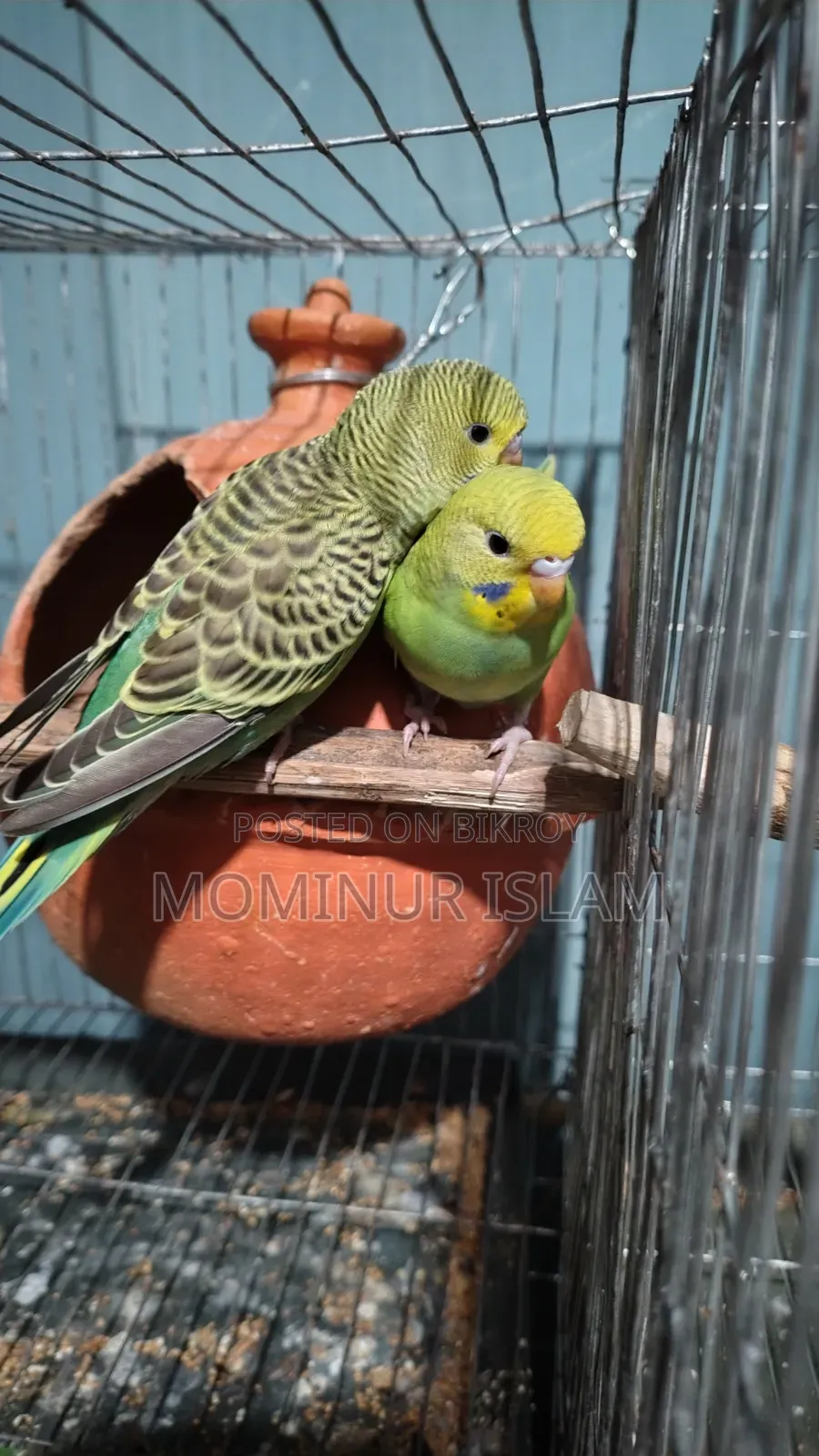 Budgerigar Bird Baby 2pcs