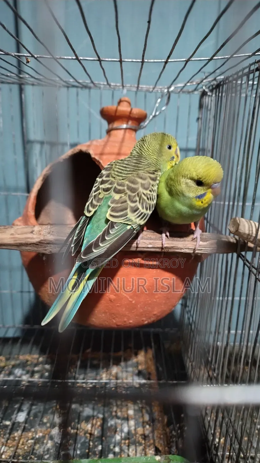 Budgerigar Bird Baby 2pcs