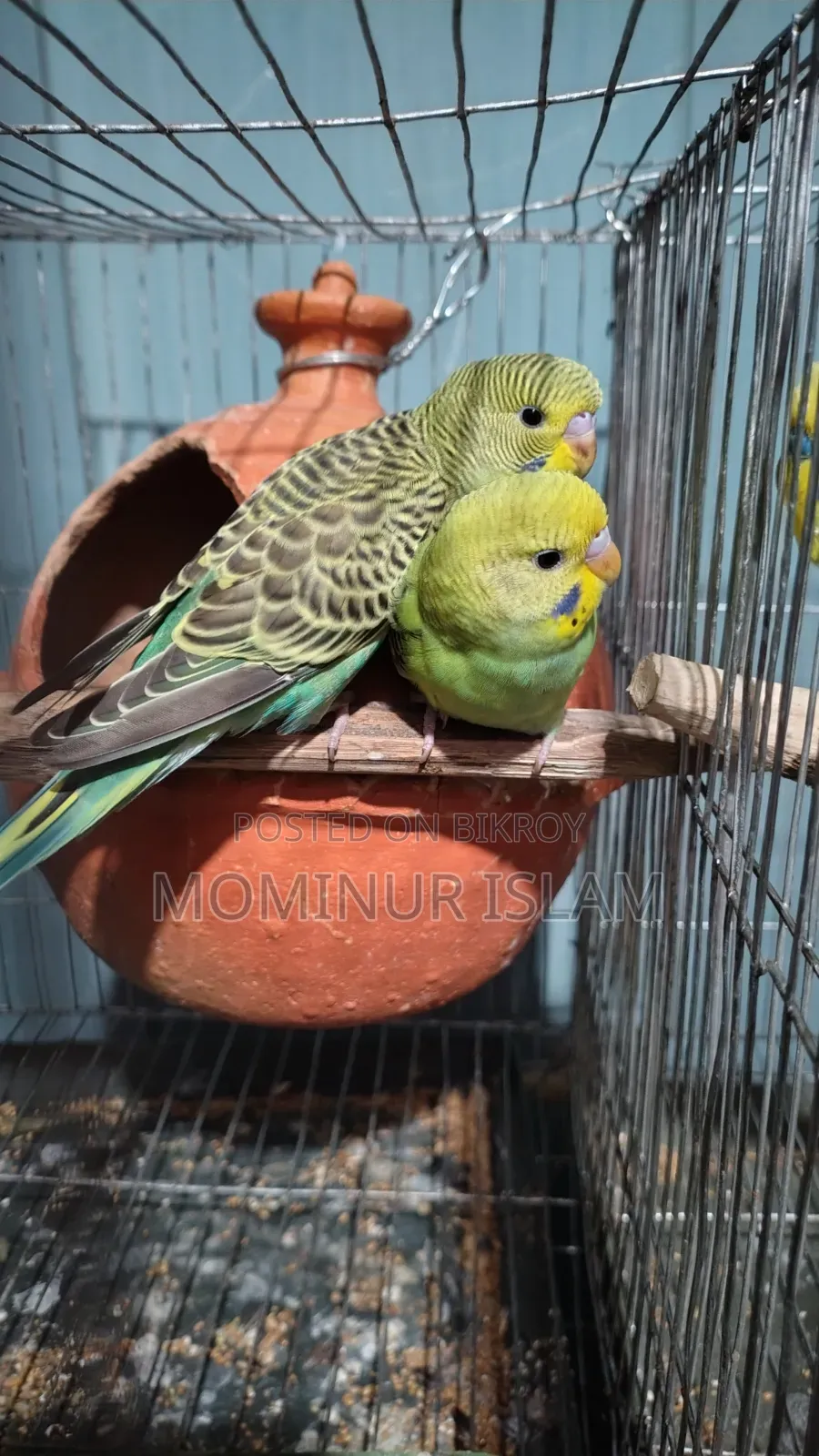 Budgerigar Bird Baby 2pcs